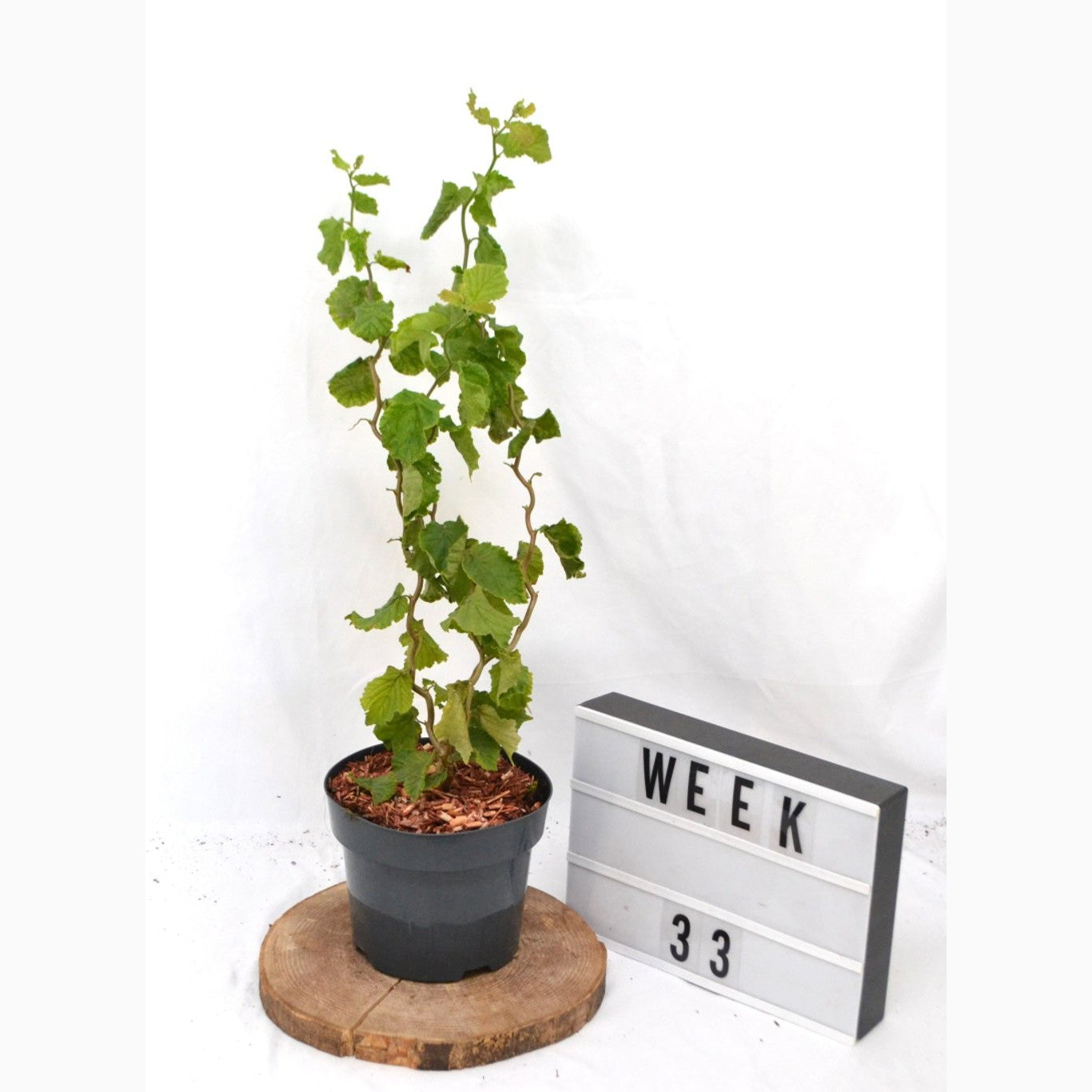 Hassel – Corylus avellana 'Twister' - C3 20-40 CM